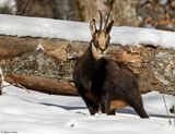 Chamois, Rupicapra rupicapra