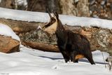 Chamois, Rupicapra rupicapra