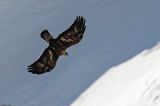 Aigle royal, Aquila chrysaetos