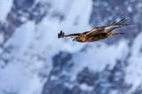 Aigle royal, Aquila chrysaetos