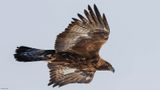 Aigle royal, Aquila chrysaetos