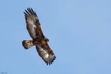Aigle royal, Aquila chrysaetos