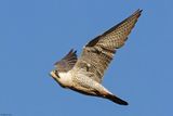Faucon plerin, Falco peregrinus