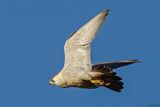Faucon plerin, Falco peregrinus