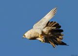 Faucon plerin, Falco peregrinus