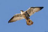 Faucon plerin, Falco peregrinus