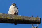 Faucon plerin, Falco peregrinus