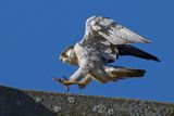 Faucon plerin, Falco peregrinus