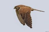 Faucon crcerelle, Falco tinnunculus