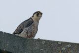Faucon plerin, Falco peregrinus