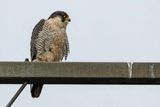Faucon plerin, Falco peregrinus