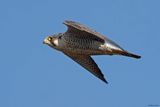 Faucon plerin, Falco peregrinus