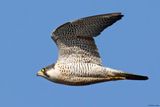 Faucon plerin, Falco peregrinus