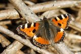 Petite tortue, Aglais urticae