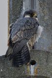 Faucon plerin, Falco peregrinus
