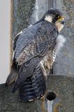 Faucon plerin, Falco peregrinus