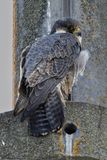 Faucon plerin, Falco peregrinus