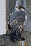 Faucon plerin, Falco peregrinus