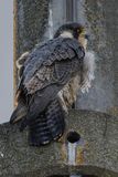 Faucon plerin, Falco peregrinus
