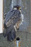 Faucon plerin, Falco peregrinus