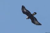 Aigle royal, Aquila chrysaetos