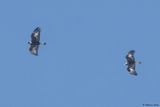 Aigle royal, Aquila chrysaetos