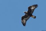 Aigle royal, Aquila chrysaetos