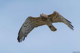 Circate Jean-le-Blanc, Circaetus gallicus
