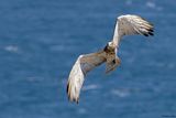 Circate Jean-le-Blanc, Circaetus gallicus
