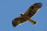Aigle bott, Hieraaetus pennatus