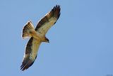 Aigle bott, Hieraaetus pennatus