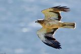 Aigle bott, Hieraaetus pennatus