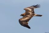 Aigle bott, Hieraaetus pennatus