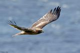 Aigle bott, Hieraaetus pennatus