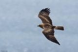 Aigle bott, Hieraaetus pennatus