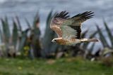 Aigle bott, Hieraaetus pennatus