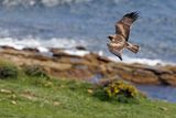 Aigle bott, Hieraaetus pennatus