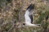 Aigle bott, Hieraaetus pennatus