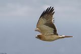 Aigle bott, Hieraaetus pennatus