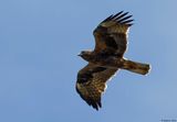Aigle bott, Hieraaetus pennatus