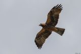 Aigle bott, Hieraaetus pennatus