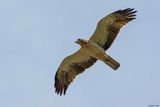 Aigle bott, Hieraaetus pennatus