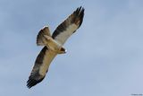 Aigle bott, Hieraaetus pennatus