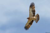 Aigle bott, Hieraaetus pennatus