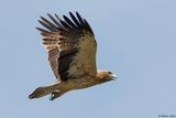 Aigle bott, Hieraaetus pennatus