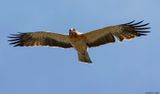 Aigle bott, Hieraaetus pennatus