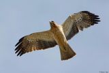 Aigle bott, Hieraaetus pennatus