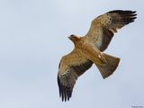 Aigle bott, Hieraaetus pennatus