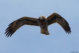 Aigle bott, Hieraaetus pennatus