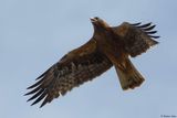 Aigle bott, Hieraaetus pennatus